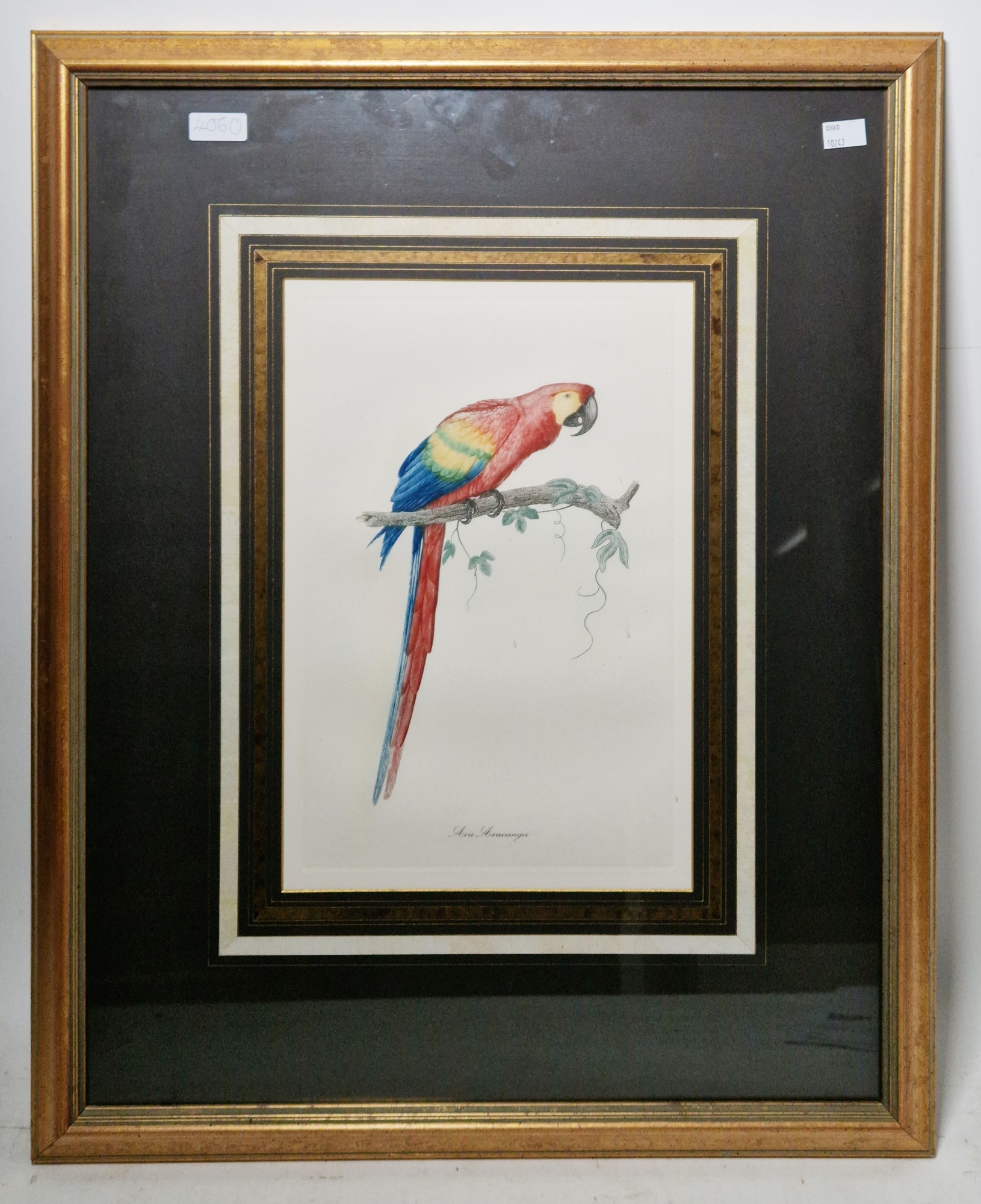 Late 19th/early 20th century school Etching and aquatint 'Ava Aracanga' study of a macaw perched - Image 2 of 2