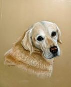 C. B. Lyttleton pastel drawing Head portrait of a yellow labrador, signed C. B. Lyttleton, 43 X