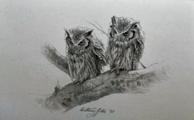 Anthony Gibbs (British b. 1951) Pencil drawing 'Scops Owls' pencil drawing of a pair of owls, signed