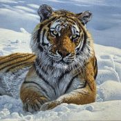 Anthony Gibbs (British b. 1951) Oil on board 'Siberian Snow' head portrait of a tiger, front paws