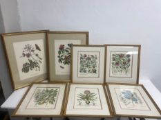 A large pair of 19th century style horticultural prints, various plants and their latin names
