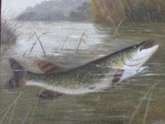 A ROLAND KNIGHT (1879-1921). Study of a pike amongst the reeds, signed lower right, oil on canvas