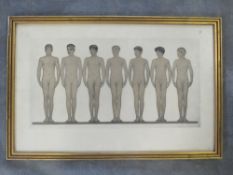 A 20TH CENTURY STUDY OF SEVEN MALE NUDES, unsigned lithograph on paper, framed and glazed, 21 x 39