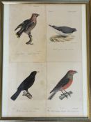 8x Vogelstiche, 19.Jhd., je 4 gerahmt/Glas, 2x 43x34 cm