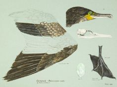 Valentine Stewart 'Pat' PATON (1925-2012) Cormorant