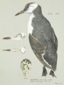 Valentine Stewart 'Pat' PATON (1925-2012) Guillemot