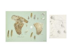 Valentine Stewart 'Pat' PATON (1925-2012) Little Owl