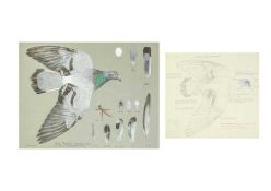 Valentine Stewart 'Pat' PATON (1925-2012) Feral Pigeon