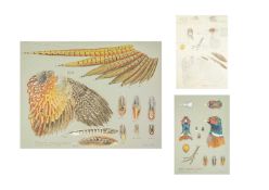 Valentine Stewart 'Pat' PATON (1925-2012) Pheasant and Chinese Ring-Necked Pheasant