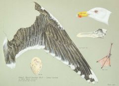 Valentine Stewart 'Pat' PATON (1925-2012) Great Black-Backed Gull