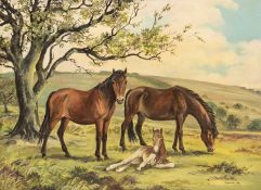 Frances FRY (XX) Exmoor Ponies - Winsford Hill