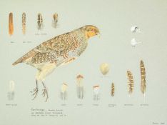 Valentine Stewart 'Pat' PATON (1925-2012) Partridge