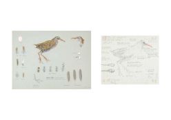 Valentine Stewart 'Pat' PATON (1925-2012) Water Rail