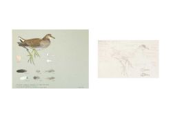 Valentine Stewart 'Pat' PATON (1925-2012) Moorhen