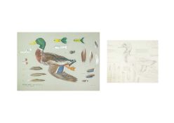 Valentine Stewart 'Pat' PATON (1925-2012) Mallard Drake