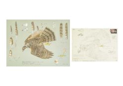 Valentine Stewart 'Pat' PATON (1925-2012) Sparrowhawk