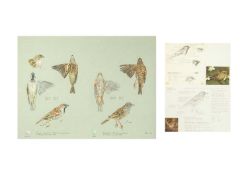 Valentine Stewart 'Pat' PATON (1925-2012) House Sparrow & Dunnock