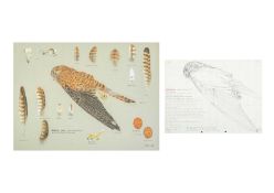 Valentine Stewart 'Pat' PATON (1925-2012) Kestrel