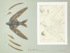 Valentine Stewart 'Pat' PATON (1925-2012) Swift