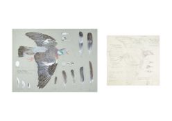 Valentine Stewart 'Pat' PATON (1925-2012) Wood Pigeon