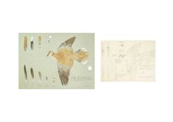 Valentine Stewart 'Pat' PATON (1925-2012) Collared Dove