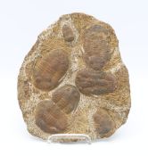Platte mit 7 Trilobiten (Fossilien).