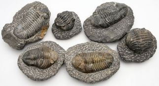 6 einzelne Trilobiten (Fossilien).