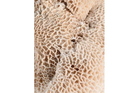 Y A QUANTITY OF CORAL SPECIMENS - Bild 3 aus 4