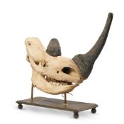 A WOOLLY RHINOCERUS (COELODONTA ANTIQUITATIS) SKULL