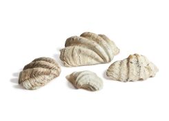 Y A GIANT CLAM SHELL (TRIDACNA GIGAS)