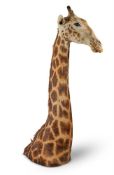 Y A TAXIDERMY AFRICAN GIRAFFE HEAD AND NECK