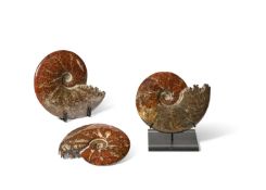 THREE POLISHED AMMONITE (CEPHALOPODA) FOSSILS