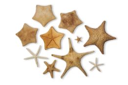 Y FIVE PILLOW STARFISH (CULCITA NOVAEGUINEAE)