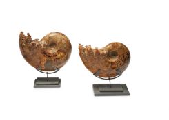 TWO POLISHED AMMONITE (CEPHALOPODA) FOSSILS