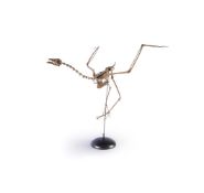 ‡ FOSSIL FLAMINGO (PALAELODUS), MIDDLE OLIGOGENE - MIDDLEMIOCENE (29-13 MA), FRANCE