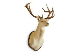 Y A TAXIDERMY ROYAL (TWELVE POINT) WHITE HART