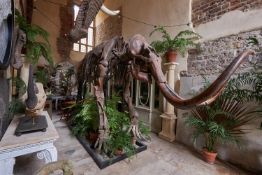 ‡ WOOLLY MAMMOTH (MAMMUTH PRIMIGENIUS), UPPER PLEISTOCENE, POLAND