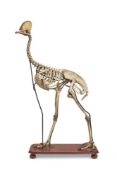 Y A SKELETON OF A CASSOWARY (CASUARIUS) BIRD