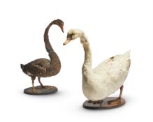 Y TWO TAXIDERMY SWANS (CYGNINAE)
