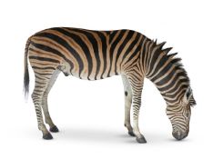 Y A TAXIDERMY MODEL OF A ZEBRA (EQUUS QUAGGA)