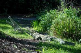 A LARGE PAIR OF BRONZE CROCODILES, 20TH CENTURY
