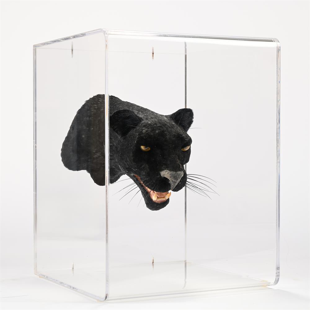 Y A BLACK PANTHER HEAD FORMED WITH FEATHERS, DANIEL ARTT, 20TH CENTURY - Image 4 of 6