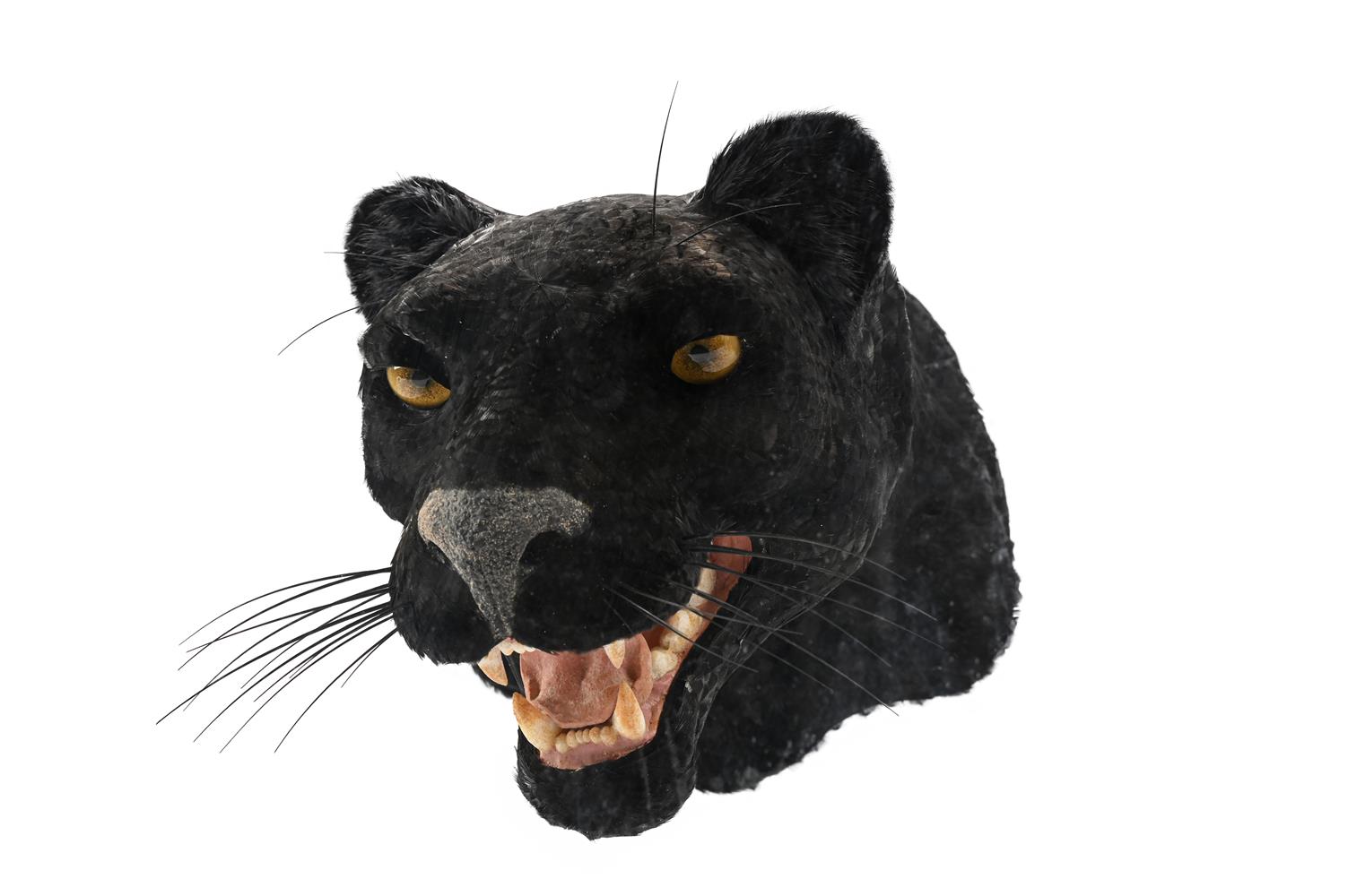 Y A BLACK PANTHER HEAD FORMED WITH FEATHERS, DANIEL ARTT, 20TH CENTURY - Image 6 of 6