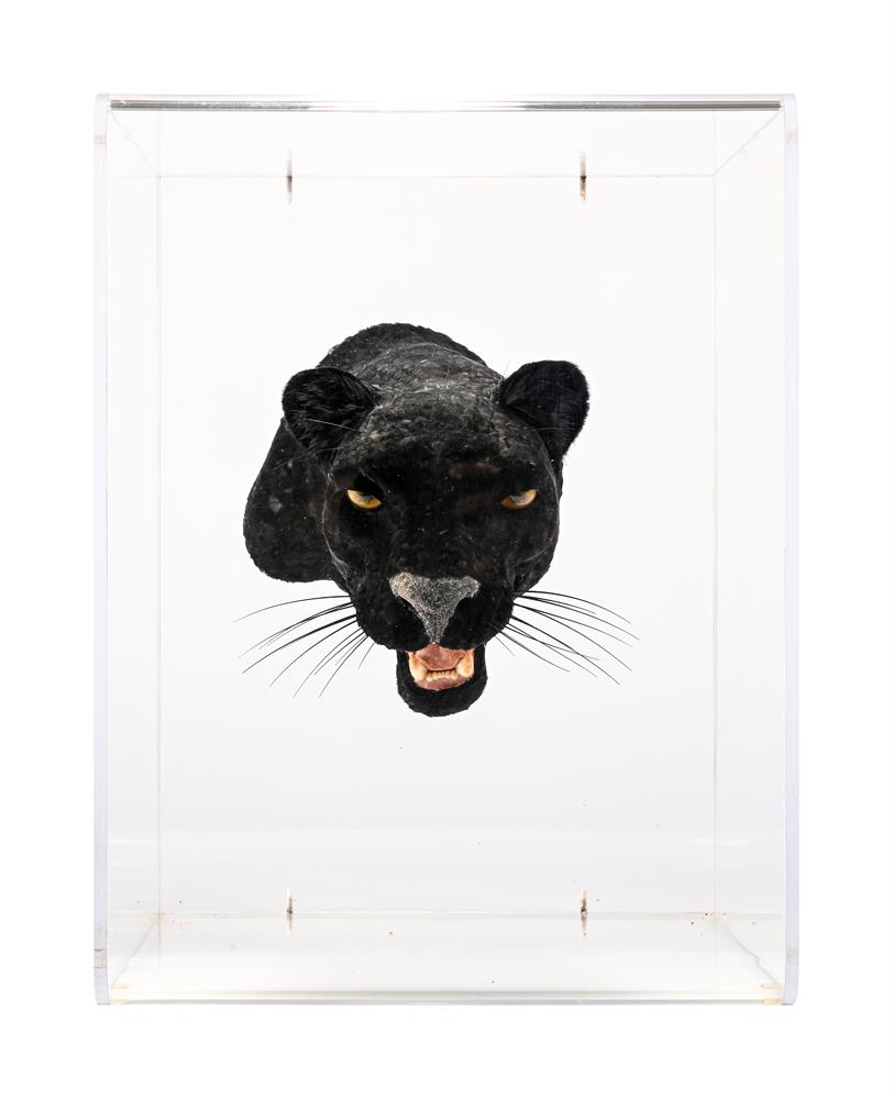 Y A BLACK PANTHER HEAD FORMED WITH FEATHERS, DANIEL ARTT, 20TH CENTURY - Image 5 of 6