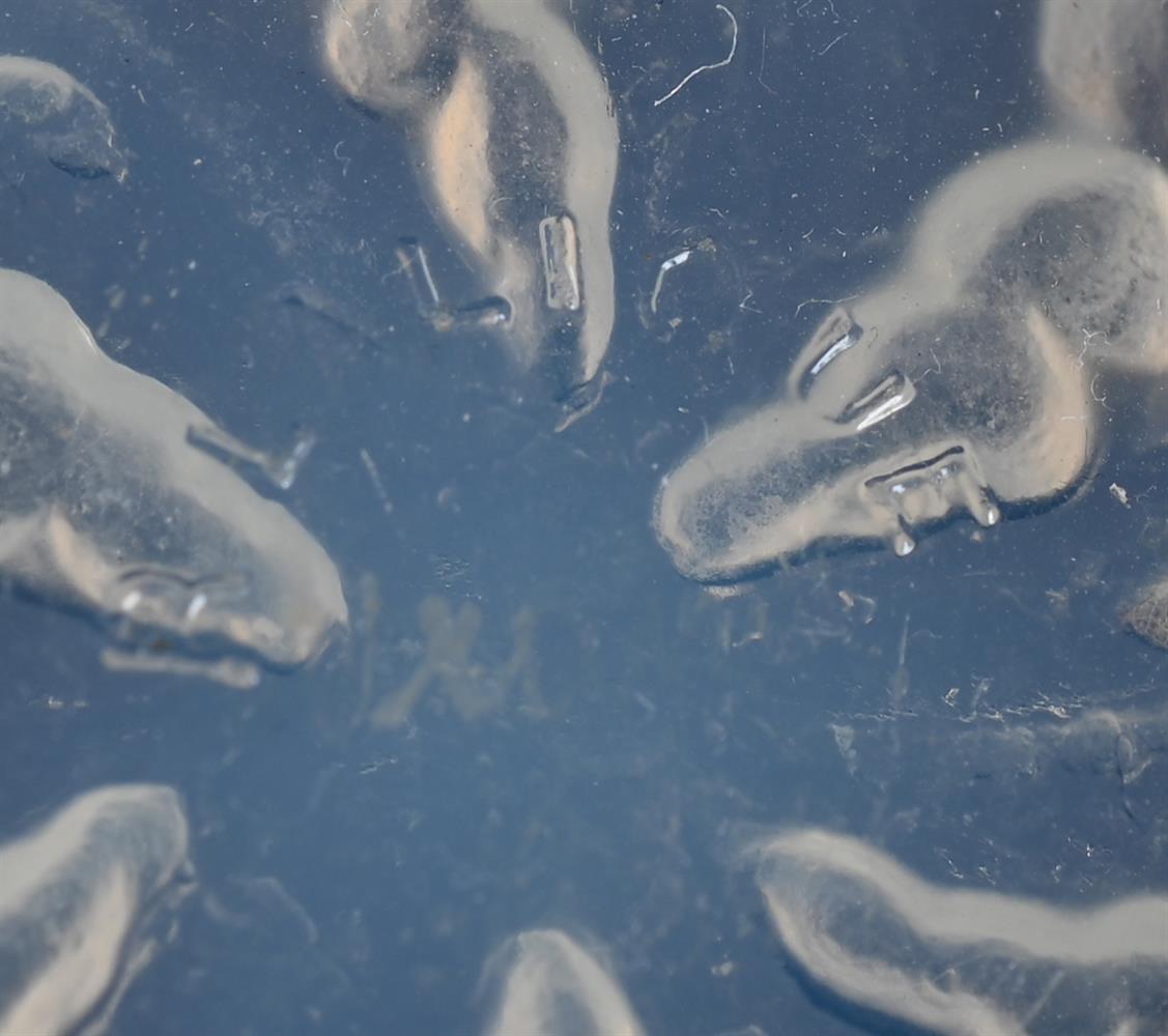 RENÉ LALIQUE (FRENCH, 1860-1945), ‘CHIENS NO.1’; DESIGNED 1921; PRE 1945 - Image 4 of 4