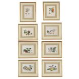 CHINESE SCHOOL (19TH CENTURY), EXOTIC FRUITS AND FLOWERS