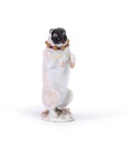 A CHELSEA MODEL OF A BEGGING PUG, CIRCA 1765