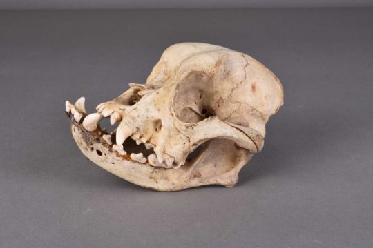 Skulls/Anatomy: A Bulldog skull (Canine lupus familiaris)