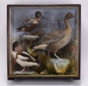 Taxidermy: A cased diorama of British water birds by James Hutchings, Aberystwyth