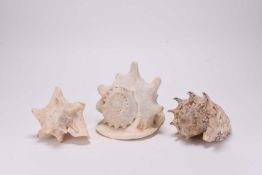 Three large conch shells